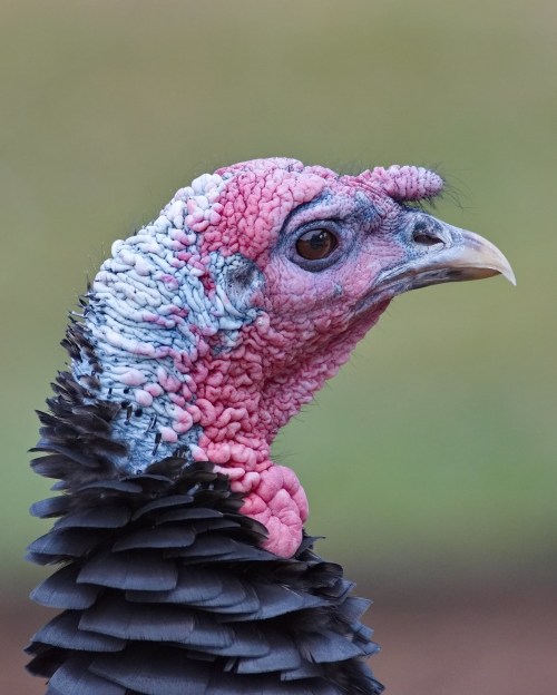 Close-up of a turkey's head, showcasing its colorful skin and distinctive features against a blurred background.
