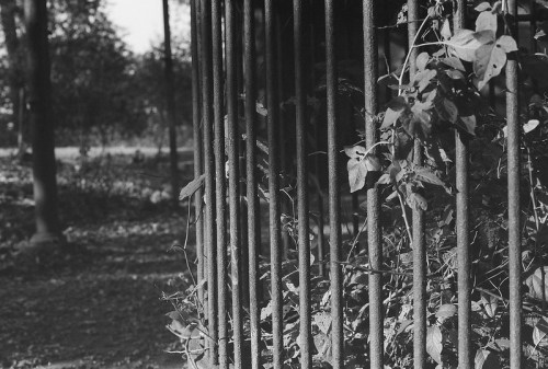 Black and white image of vertical iron bars with creeping vines and foliage in a natural setting.