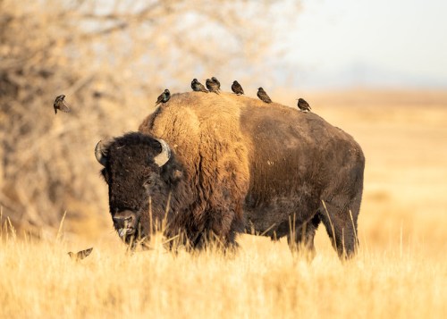 A bison stands in a field with several small birds perched on its back, surrounded by tall grass and trees in the background.