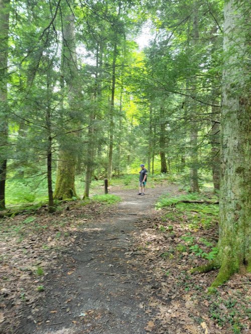 A person walking along a dirt path in a lush green forest, surrounded by tall trees and foliage.