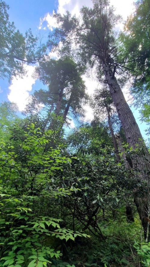 Tall trees reach towards a bright blue sky, surrounded by lush green foliage and scattered clouds.