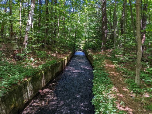 A narrow waterway flows through a lush green forest, surrounded by trees and foliage.