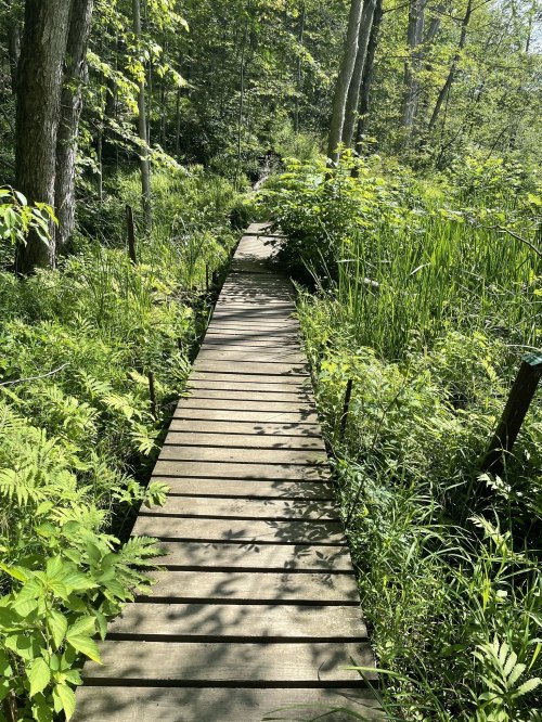 A wooden boardwalk winding through lush green vegetation in a serene forest setting.