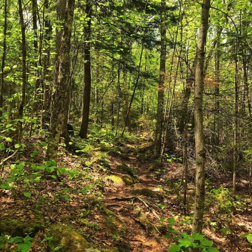 A serene forest path lined with lush green trees and scattered rocks, illuminated by dappled sunlight.