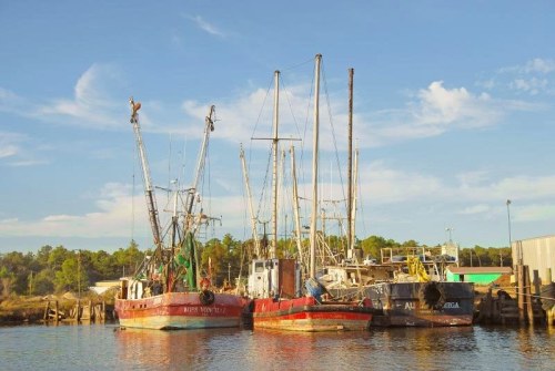 Fishing boats docked at a harbor under a clear blue sky, surrounded by trees and a calm water surface.