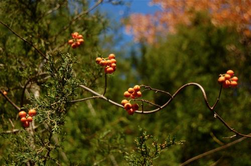A close-up of orange berries on a twisting branch, surrounded by green foliage and a blue sky in the background.