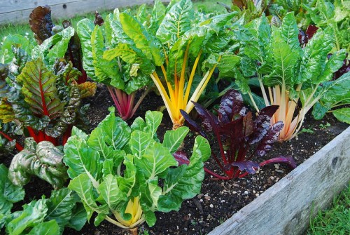 A vibrant garden bed filled with colorful Swiss chard, featuring green, yellow, and red leaves.