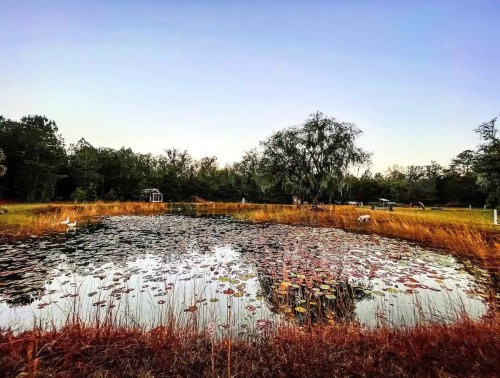 A serene pond surrounded by tall grasses and trees, reflecting the sky at dusk. Swans and a gazebo are visible nearby.