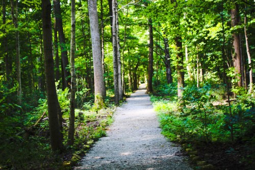 A serene forest path lined with tall trees and lush greenery, inviting exploration through nature.
