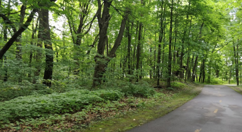 A peaceful forest path surrounded by lush green trees and foliage.