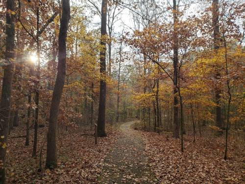 A winding path through a forest with trees displaying autumn leaves and soft sunlight filtering through.