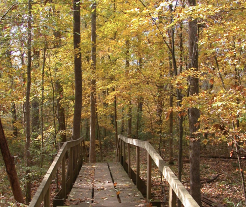A wooden bridge leads through a forest with vibrant autumn foliage and tall trees.