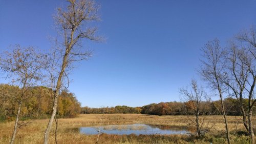 A serene landscape featuring a calm pond surrounded by tall grasses and trees under a clear blue sky.