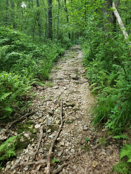 A rocky trail winding through a lush green forest, surrounded by ferns and trees.