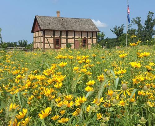 A historic building surrounded by a vibrant field of yellow wildflowers under a clear blue sky.