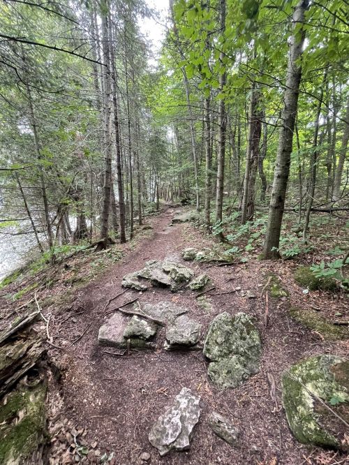 A forest path lined with trees and scattered rocks, leading towards a serene, wooded area.