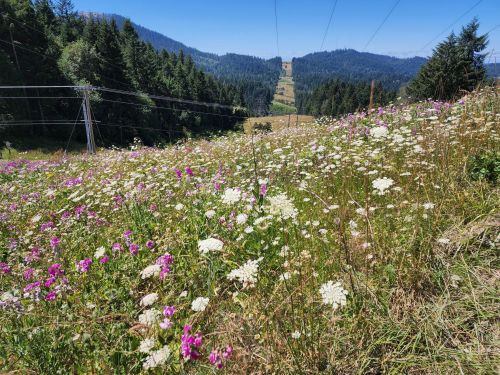 A vibrant field of wildflowers in various colors, with a backdrop of green hills and power lines under a clear blue sky.