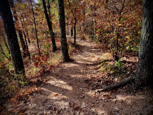 A winding dirt path through a forest with autumn leaves and trees, creating a serene, natural atmosphere.