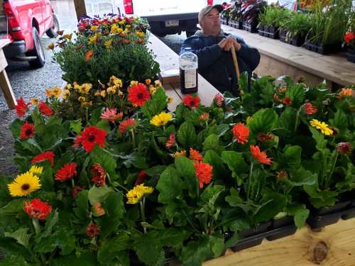 A man sits at a market stall surrounded by vibrant flowers in pots, with a truck visible in the background.