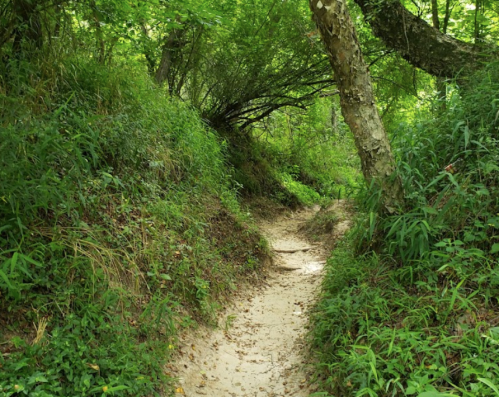 A narrow, sandy path winds through lush green foliage and trees in a serene forest setting.