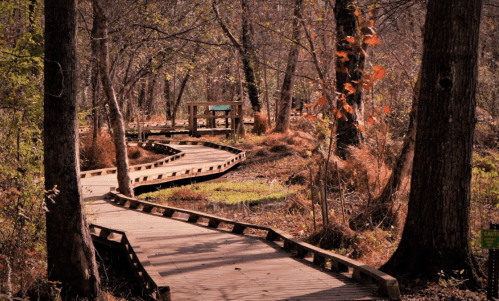 A winding wooden boardwalk through a serene forest with trees and autumn foliage.