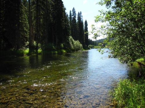 A serene river flows through a lush forest, with tall trees and clear water reflecting the blue sky.