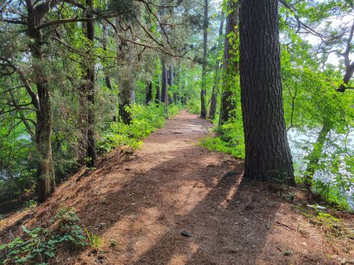 A serene forest path lined with tall trees and lush greenery, leading alongside a calm body of water.