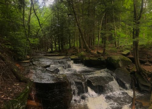 A serene forest scene featuring a flowing stream over rocky terrain, surrounded by lush green trees.