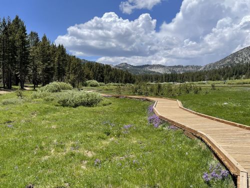 A wooden boardwalk winds through a lush green meadow with wildflowers, surrounded by trees and mountains under a blue sky.