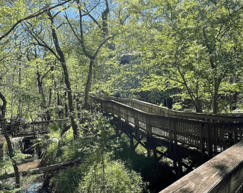 A wooden boardwalk winds through a lush, green forest with trees and sunlight filtering through the leaves.