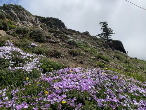 A hillside covered in vibrant purple and yellow wildflowers, with rocky terrain and a lone tree in the background.