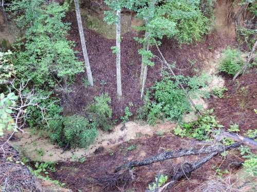 A view of a forested area with trees, underbrush, and a small sandy creek bed below a steep bank.