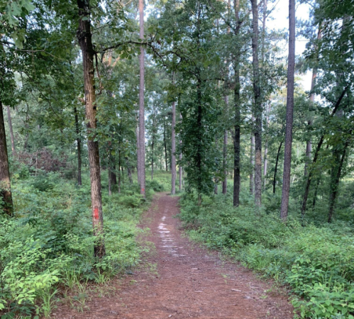 A dirt path winding through a lush green forest with tall trees and dense underbrush.