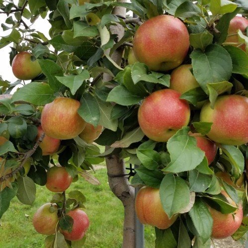 A close-up of a tree branch laden with ripe, red apples surrounded by green leaves.