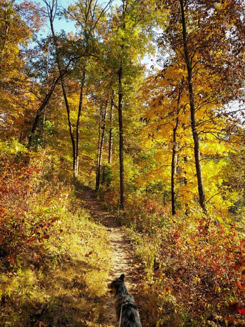 A scenic trail through vibrant autumn trees, with a dog walking along the path.