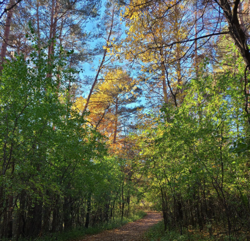 A serene forest path surrounded by green trees and autumn foliage under a clear blue sky.