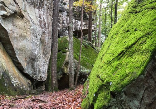 A serene forest scene featuring moss-covered rocks, tall trees, and autumn leaves on the ground.