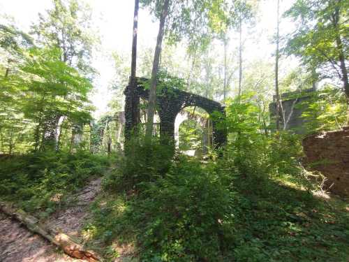 Ruins of an old stone structure surrounded by lush greenery and trees in a forested area.