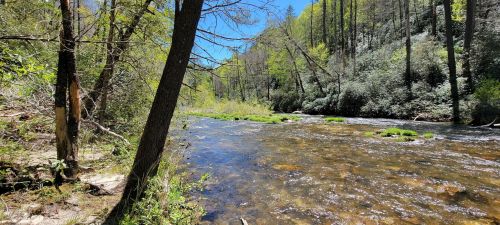 A serene river flows through a lush forest, surrounded by trees and greenery under a clear blue sky.