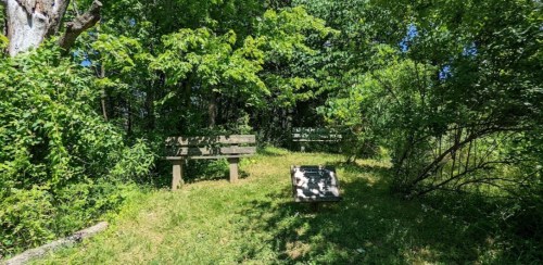 A serene green space with benches surrounded by trees and lush vegetation on a sunny day.