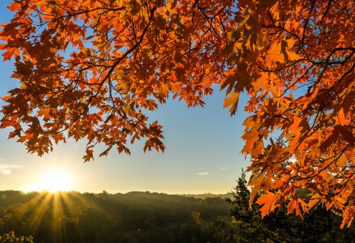 Golden sunlight filters through vibrant orange maple leaves against a serene autumn landscape.