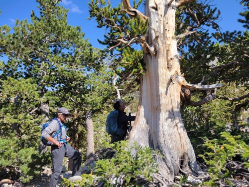 Two hikers explore a large, weathered tree in a forested area, surrounded by greenery and other trees.