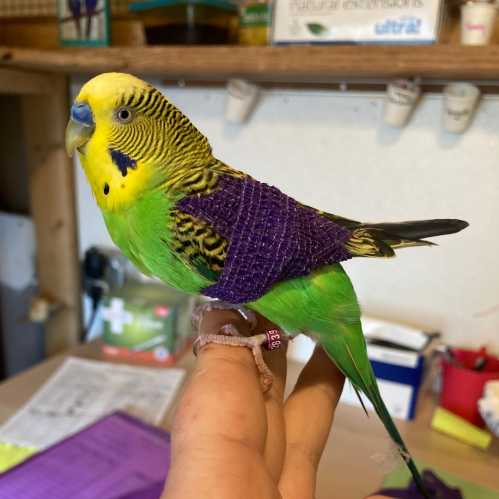 A colorful budgerigar perched on a hand, wearing a purple vest, with a vibrant green and yellow plumage.