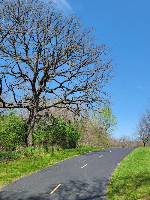 A winding path beside a large, bare tree and green shrubs under a clear blue sky.