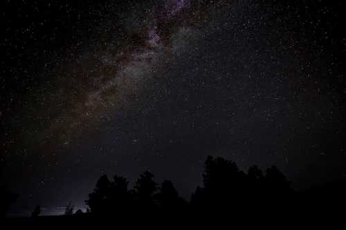 A starry night sky filled with countless stars and the Milky Way, silhouetted by dark tree outlines below.