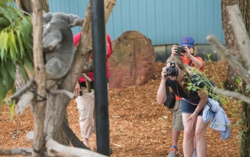 A koala rests on a tree while visitors take photos nearby in a zoo setting.