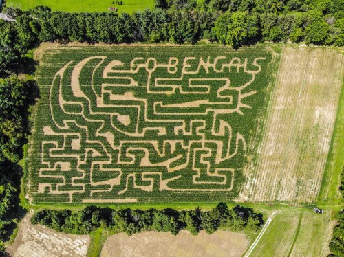 Aerial view of a corn maze featuring the words "GO BENGALS" and intricate pathways surrounded by greenery.