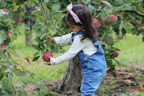 A young girl in a denim outfit picks an apple from a tree in an orchard, surrounded by green leaves and red apples.
