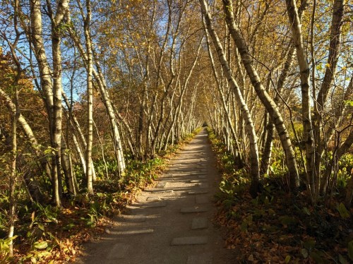 A serene pathway lined with tall birch trees, surrounded by autumn foliage under a clear blue sky.