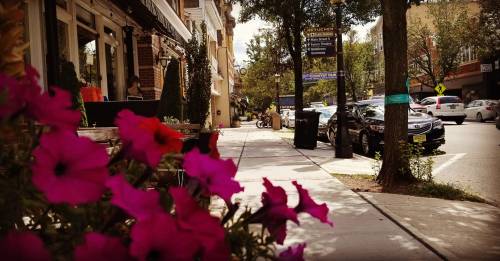 A vibrant street scene with pink flowers in the foreground, shops, and parked cars lining the sidewalk.